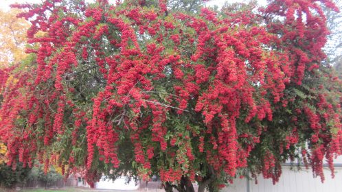 Beautiful tree in Merced