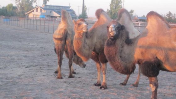 Camels in Merced