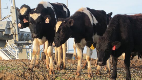 Cows in Merced