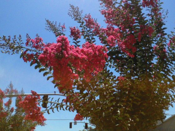 Crepe myrtle tree in Merced
