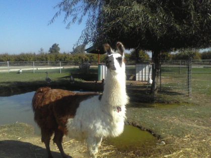 Llama in Merced