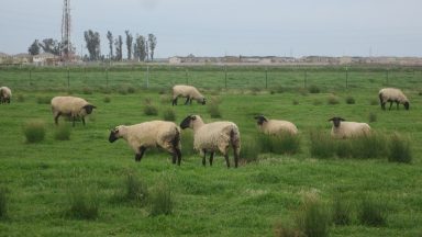 Sheep in Merced