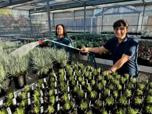 Atwater High School agriculture students Zoe Jolly and Marvin Vasquez-Velasquez help water the thousands of annuals, perennials, and trees that will be on sale this weekend at the Atwater High School Agriculture Department.